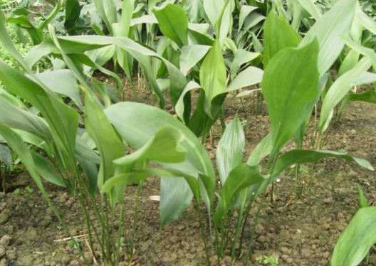 美化環(huán)境去除異味吸收油煙，這7種植物放在廚房，滿(mǎn)足你的需求