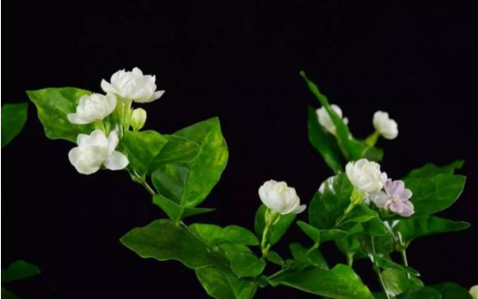 美化環(huán)境去除異味吸收油煙，這7種植物放在廚房，滿(mǎn)足你的需求