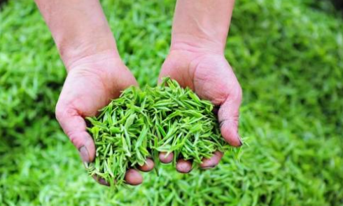 茶產(chǎn)業(yè)轉型：要產(chǎn)好茶還要“賣(mài)好茶”