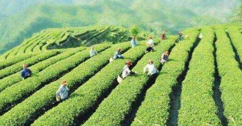 廣東：拓寬市場(chǎng)打響品牌做大做強茶葉產(chǎn)業(yè)