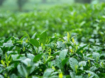 清遠英德紅茶產(chǎn)業(yè)入選省級現代農業(yè)產(chǎn)業(yè)園