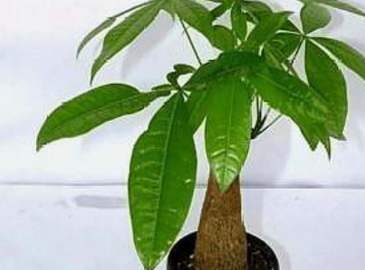 綠色植物人人愛(ài)，你知道哪種適合你養嗎