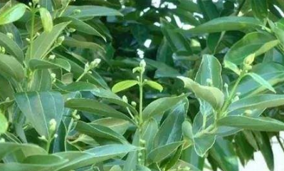 綠色植物平安樹(shù)的養殖方法介紹