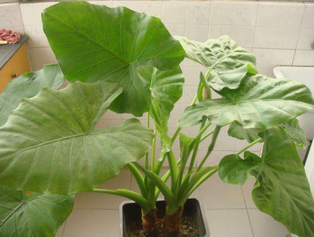 綠色植物滴水觀(guān)音的養殖介紹