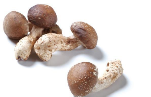 香菇是世界第二大食用菌，素有“真菌皇后”之譽(yù)