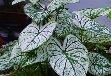 綠色植物五彩芋養殖技術(shù)