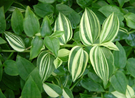 綠色植物鴨跖草的養殖方法是什么