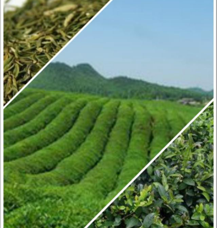 品味茶香，寄情山水，這6種茶為你展現獨特的貴州茶文化