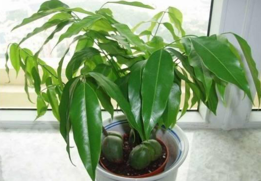 3種最?lèi)?ài)“陰”的花卉植物，養在客廳、臥室都好，沒(méi)陽(yáng)光也能吐氧