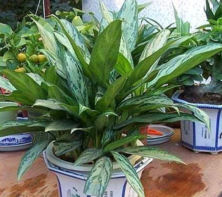 3種最?lèi)?ài)“陰”的花卉植物，養在客廳、臥室都好，沒(méi)陽(yáng)光也能吐氧
