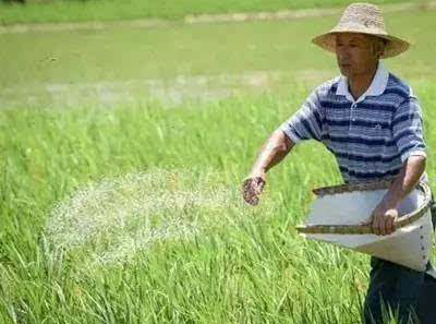 農民種植水稻，每畝稻田需要使用多少硅肥和鋅肥?