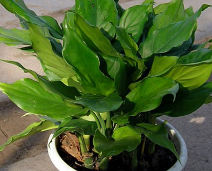 綠色植物萬(wàn)年青的養殖方法介紹